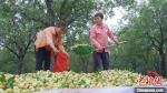 工人们在将收获的大枣装袋。　张保卫 摄 - 中国新闻社河北分社