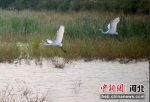 在河北省无极县木刀沟，一大批来此定居的各种水鸟在水面上空飞翔。 郄永超 摄 - 中国新闻社河北分社