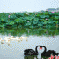 图为廊坊市安次区落垡湿地，一对黑天鹅正在“比心”。 作者 刘建斌 - 中国新闻社河北分社