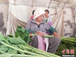 工人在种植基地将采摘的向日葵捆把。　赵国华 摄 - 中国新闻社河北分社