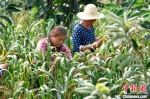 农民正在栗树下采收成熟谷子。　赵亮 摄 - 中国新闻社河北分社