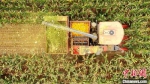 茎穗兼收玉米收割机正在作业。(无人机照片) 杜得天 摄 - 中国新闻社河北分社