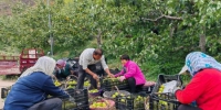 图为榆树林子镇连云海村村民正在把摘好的梨装箱。　胡倩楠 摄 - 中国新闻社河北分社