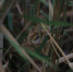 图为齐明拍摄的国家二级重点保护鸟类震旦鸦雀在白洋淀筑巢。　齐明 摄 - 中国新闻社河北分社
