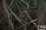 图为齐明拍摄的国家二级重点保护鸟类震旦鸦雀在白洋淀筑巢。　齐明 摄 - 中国新闻社河北分社