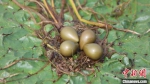 图为齐明拍摄的白洋淀内国家二级保护鸟类水雉的巢与卵。　齐明 摄 - 中国新闻社河北分社