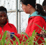 图为10月14日，中国农业大学研究生宋镕峰(右二)为非洲留学生讲解玉米生长习性。 中新社发 胡海军 摄 - 中国新闻社河北分社