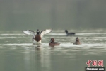 10月20日，在滹沱河湿地拍摄到的鸟类，从左到右依次为青头潜鸭、白眼潜鸭和红头潜鸭。 中新社发 刘洵 摄 - 中国新闻社河北分社