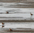 图为赤麻鸭在南大港湿地内驻足停留。　王宽 摄 - 中国新闻社河北分社