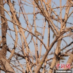 图为在白洋淀观测到的国家“三有”保护鸟类水鹨。　程泽军 摄 - 中国新闻社河北分社