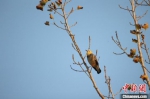 图为在白洋淀观测到的国家“三有”保护鸟类丝光椋鸟。　霍达 摄 - 中国新闻社河北分社