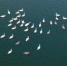 一群白天鹅在鹊山湖上游弋、觅食。(无人机照片) 刘继东 摄 - 中国新闻社河北分社
