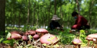 任泽区永福庄乡岭四村赤松茸种植基地的工人正在林下采收赤松茸。　宋杰 摄 - 中国新闻社河北分社