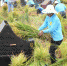 9月23日，中国农民丰收节，长沙隆平稻作公园举行水稻收割比赛，比拼收割、脱粒、出谷等田间技巧。(中新社记者 杨华峰 摄) - 中国新闻社河北分社