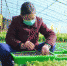 村民正在对盆栽蔬菜进行移植。　孙艳雪 摄 - 中国新闻社河北分社
