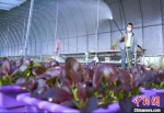 村民正在给盆栽蔬菜浇水。　孙艳雪 摄 - 中国新闻社河北分社
