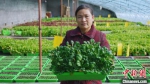 村民正在展示盆栽蔬菜。　孙艳雪 摄 - 中国新闻社河北分社