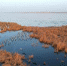 灰鹤选择在湖上被芦苇、蒲草包围的小片水域栖息。　王铁良 摄 - 中国新闻社河北分社