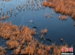 灰鹤陆续起飞，身影倒影在湖面上。　王铁良 摄 - 中国新闻社河北分社