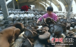 河北省隆尧县隆尧镇丘底村食用菌种植基地，农民在采收成熟的蘑菇。 贾静 - 中国新闻社河北分社