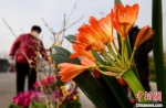 图为峰峰矿区年货大集上，群众正在选购鲜花。　郝群英 摄 - 中国新闻社河北分社