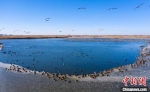 春节期间，鸟儿们在衡水湖“过年”。　陈康 摄 - 中国新闻社河北分社