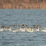 小天鹅在衡水湖湖面上游弋。　张余广 摄 - 中国新闻社河北分社