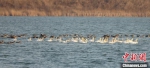 小天鹅在衡水湖湖面上游弋。　张余广 摄 - 中国新闻社河北分社