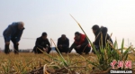 针对麦苗出现的发红、发干现象，邢台市任泽区农技员和村民了解情况。　霍金涛 摄 - 中国新闻社河北分社