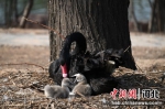 图为成年天鹅在照顾破壳2天的小雏鹅。 武小凯 摄 - 中国新闻社河北分社