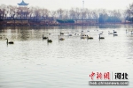 图为在广平县天鹅湖湿地公园内，天鹅在游弋。 武小凯 摄 - 中国新闻社河北分社