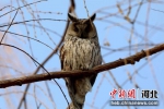 图为长耳鸮在树上休憩。 鸡泽县委宣传部 供图 - 中国新闻社河北分社