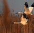 白鹤在衡水湖上结伴飞翔。　霍恒茂 摄 - 中国新闻社河北分社