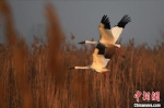 白鹤在衡水湖上结伴飞翔。　霍恒茂 摄 - 中国新闻社河北分社