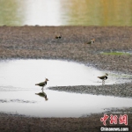 凤头麦鸡在衡水湖湿地停留。　霍恒茂 摄 - 中国新闻社河北分社