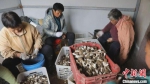 村民正在给羊肚菌削根。　陈章栋 摄 - 中国新闻社河北分社