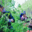 图为工人在摘槐花。 - 中国新闻社河北分社