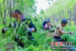 图为工人在摘槐花。 - 中国新闻社河北分社