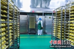 图为在广平县一家食品加工企业，工人在制作槐花菜团子。 武小凯 摄 - 中国新闻社河北分社