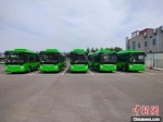 图为崭新的新能源城乡公交车。　衡水市交通运输局 供图 - 中国新闻社河北分社
