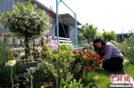 冯晓红在打理庭院小花园。　宋杰 摄 - 中国新闻社河北分社