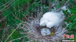 白鹭守护着巢中的幼鸟。　张学锋 摄 - 中国新闻社河北分社