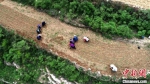 图为6月6日，王金庄村民在梯田上劳作。　陈虎斌 摄 - 中国新闻社河北分社