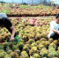 工作人员在基地种植棚内锄草。　周永 摄 - 中国新闻社河北分社