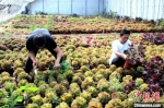 工作人员在基地种植棚内锄草。　周永 摄 - 中国新闻社河北分社
