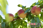 图为东光县大运河沿线的桃园里红润饱满的桃子。 陈英华 - 中国新闻社河北分社