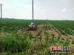 村民正对花生喷洒无害农药。 供图 - 中国新闻社河北分社
