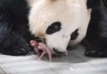 图片来源：中国大熊猫保护研究中心微信公众号 - 中国新闻社河北分社