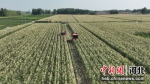 图为东光县鲜食玉米种植基地里，联合收割机进行收割作业。 陈英华 摄 - 中国新闻社河北分社