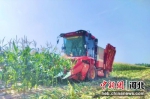 图为东光县鲜食玉米种植基地里，联合收割机正在进行收割作业。 陈英华 - 中国新闻社河北分社